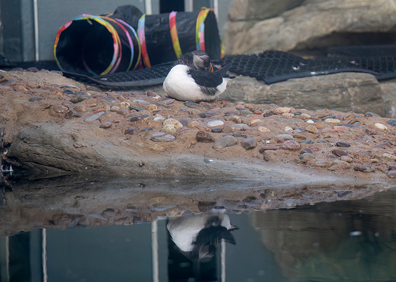 Puffin