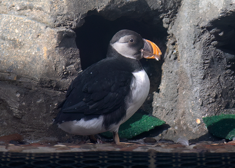 Puffin