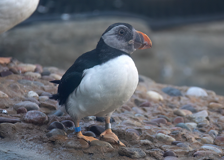 Puffin