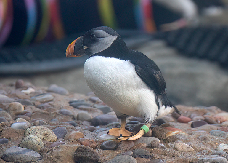 Puffin