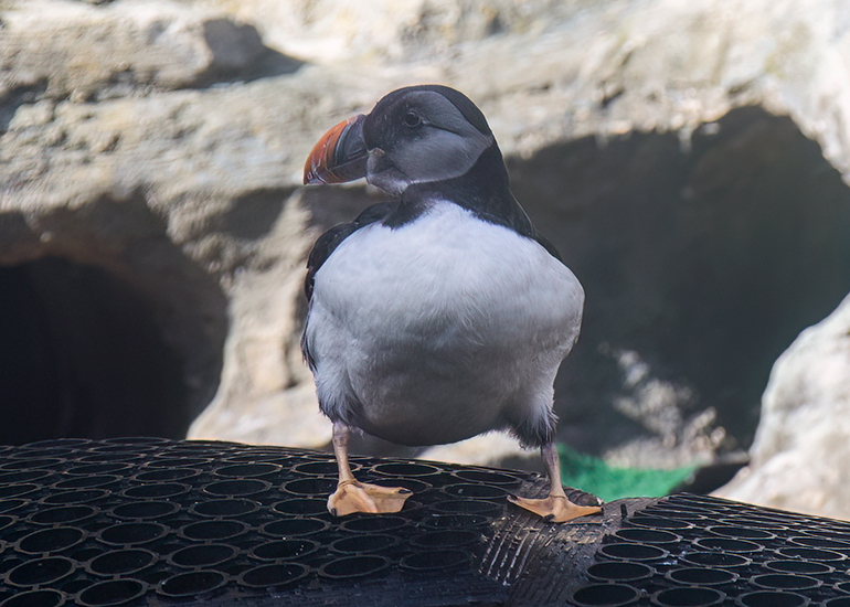 Puffin