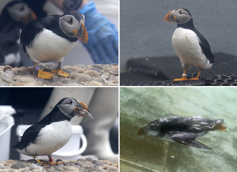 Puffins - May 2025