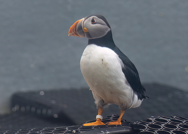 Puffin