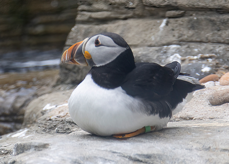 Puffin