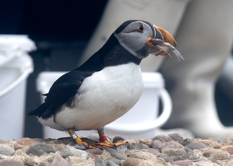 Puffin