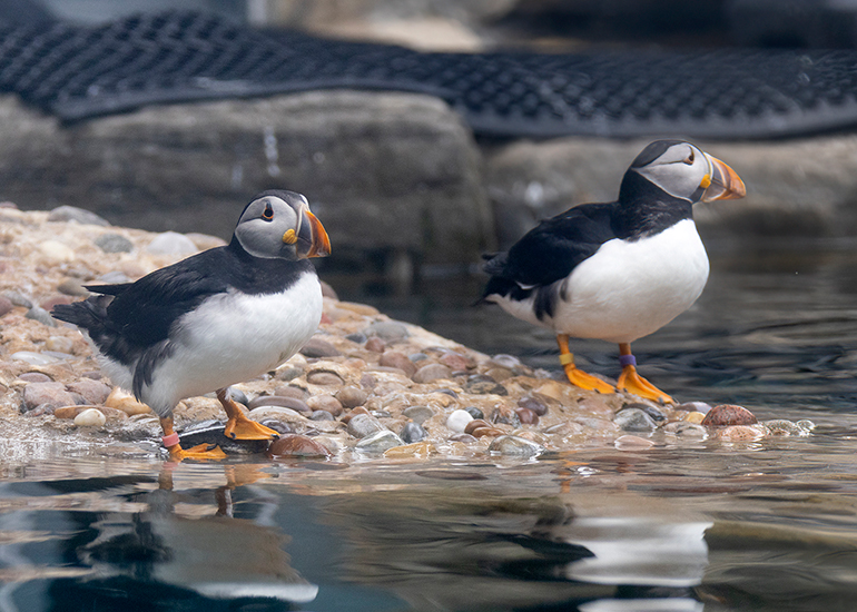 Puffin