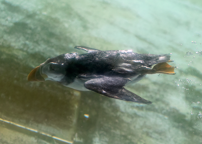 Puffin