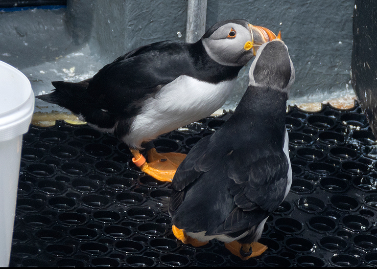 Puffin
