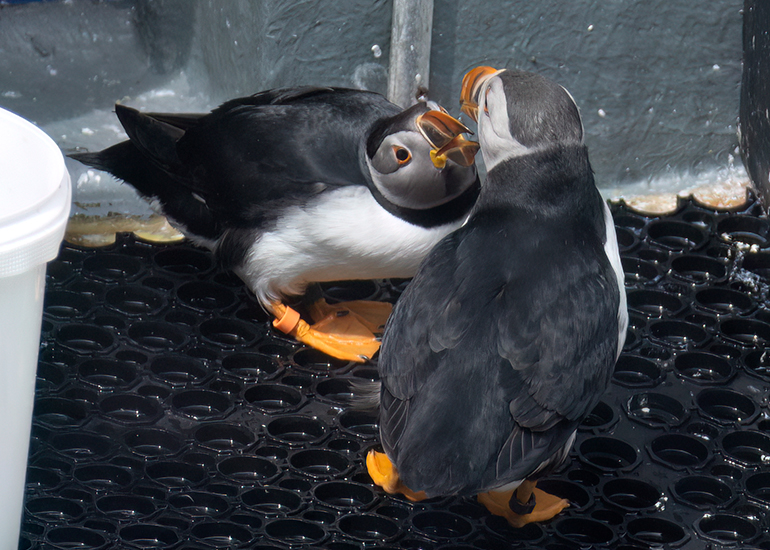 Puffin