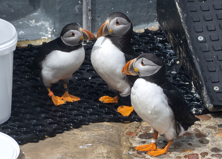 Puffin