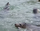 Rescued pups in the rehabilitation pool on the 2nd of March 2026