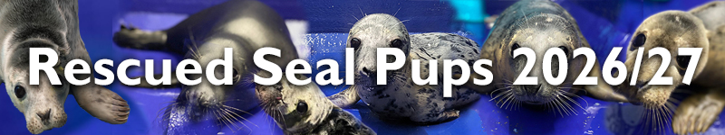 Rescued Seal Pups 2026/27