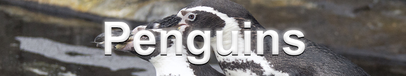 Penguins banner