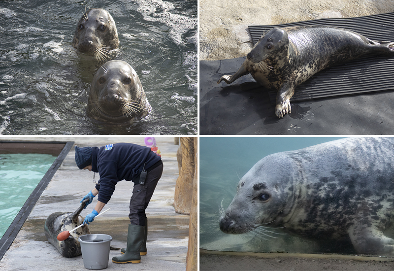 Seals