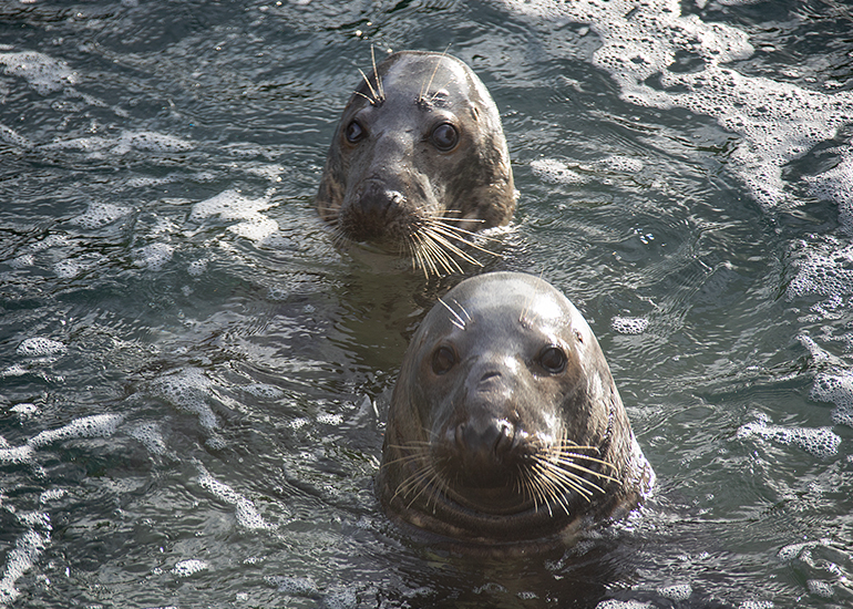 Resident Seals