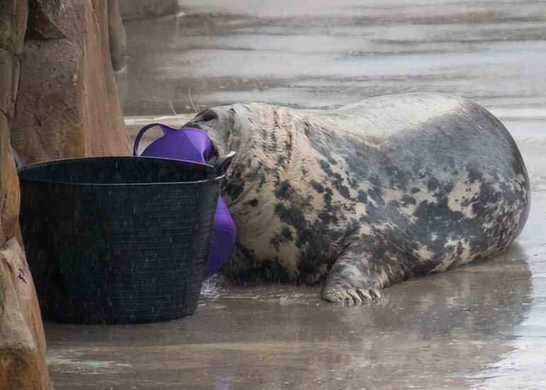 Resident Seals