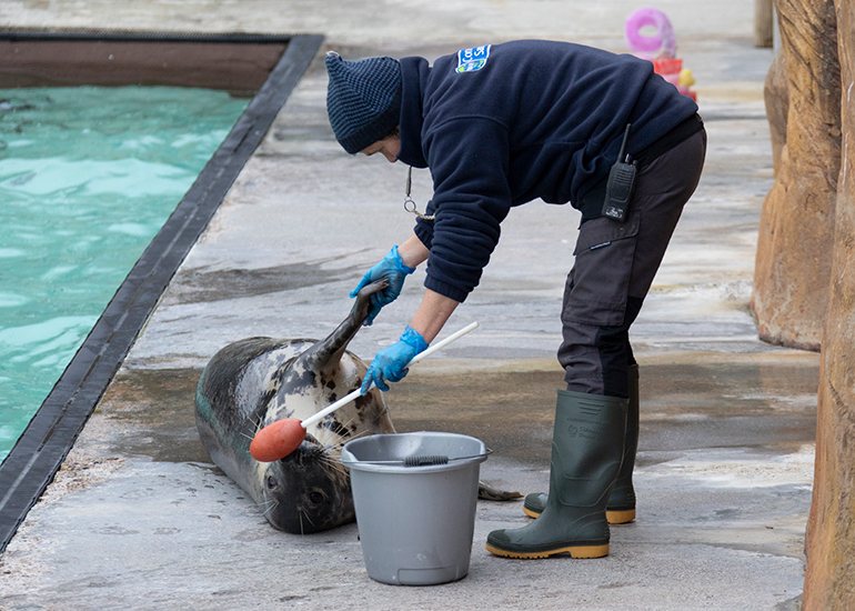Resident Seals