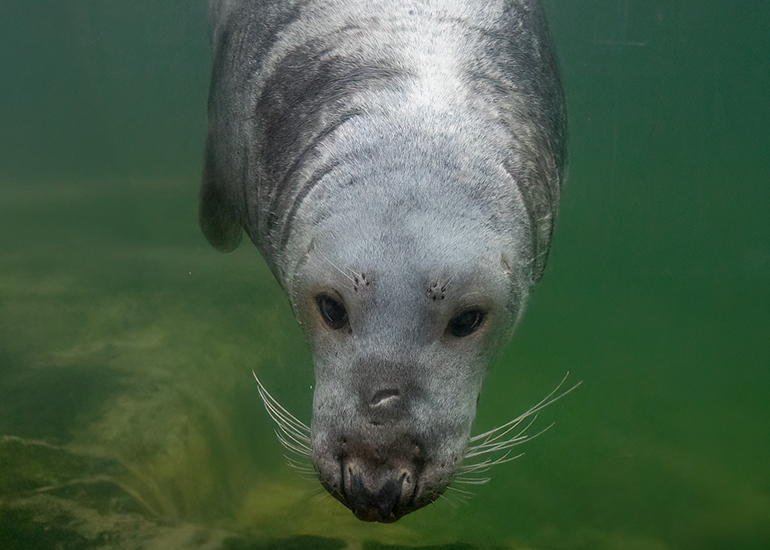 Resident Seals
