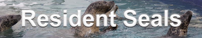 Resident Seals banner