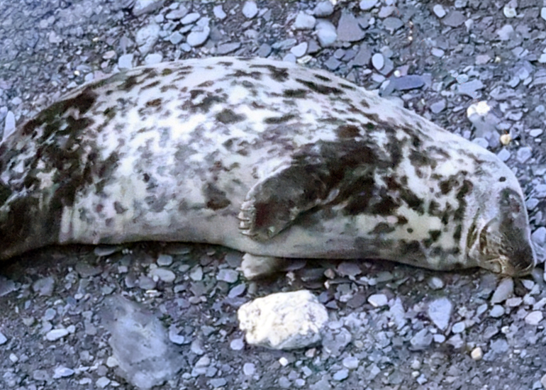 Saffron - Photo credit :  Louise Secker - Seal Research Trust