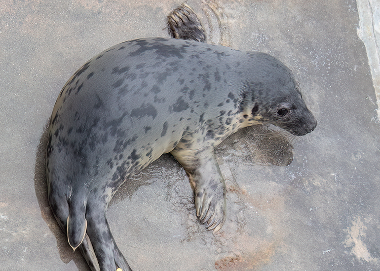 Sand Hopper