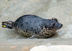 Sand Hopper