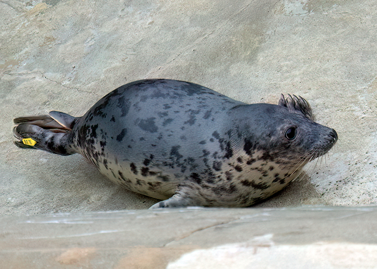 Sand Hopper