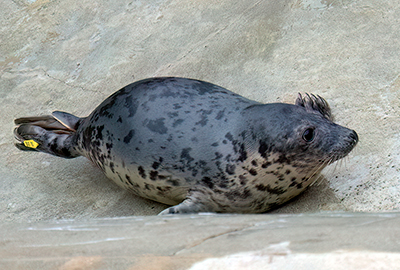 Sand Hopper