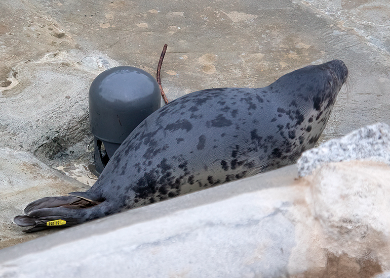 Sand Hopper