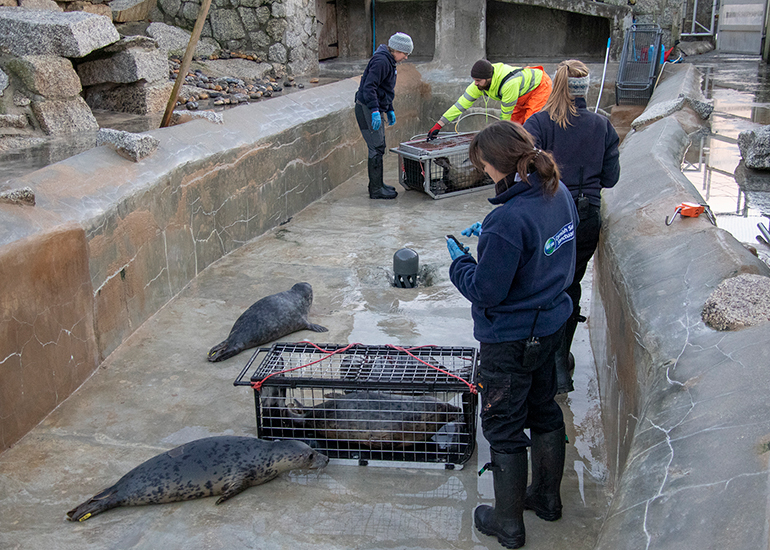 Seal Release - 2nd January 2026