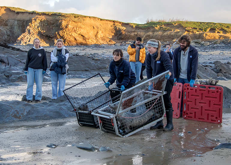 Seal Release - 2nd January 2026
