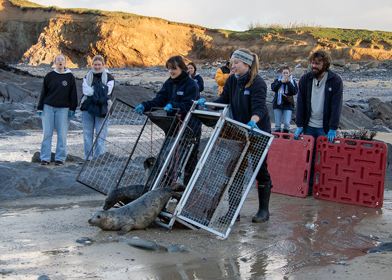 Seal Release - 2nd January 2026
