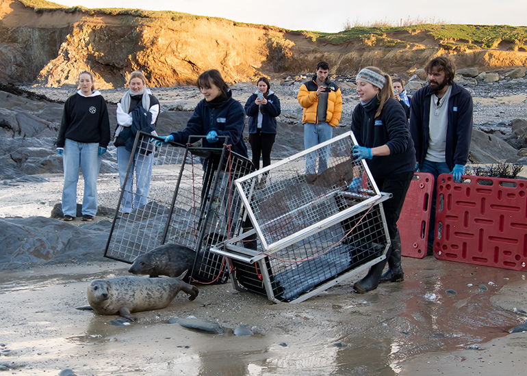 Seal Release - 2nd January 2026
