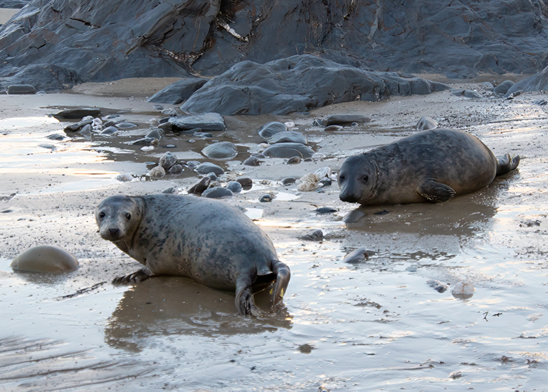 Seal Release - 2nd January 2026