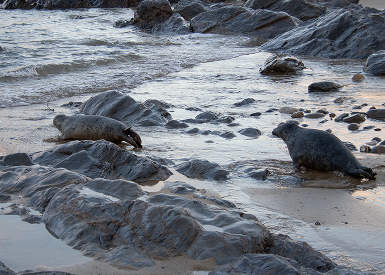 Seal Release - 2nd January 2026