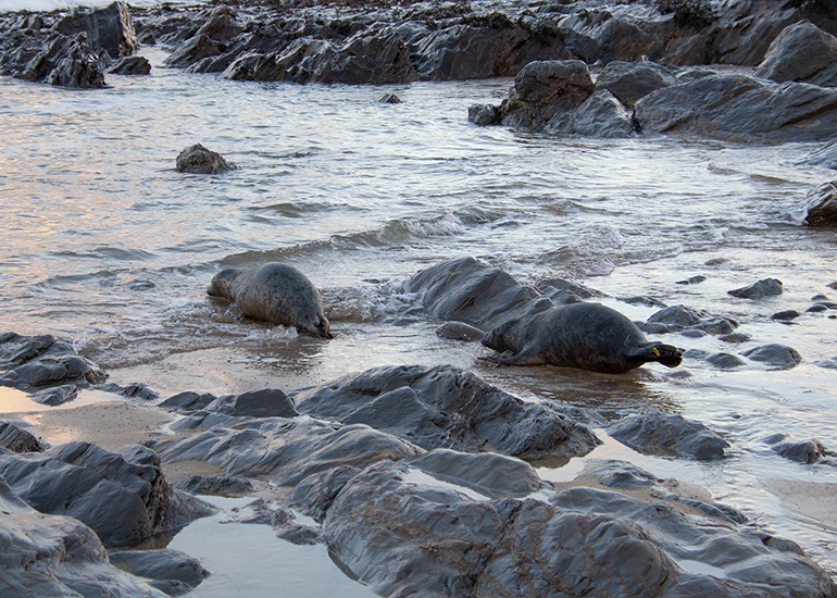 Seal Release - 2nd January 2026