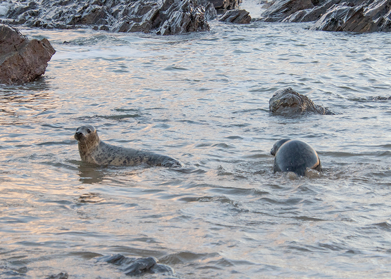 Seal Release - 2nd January 2026