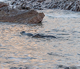 Seal Release - 2nd January 2026