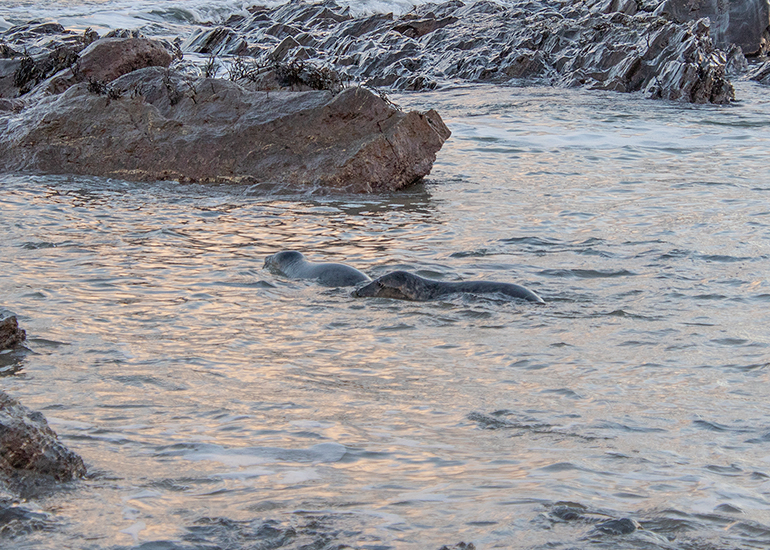 Seal Release - 2nd January 2026