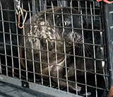Seal Release - 2nd January 2026