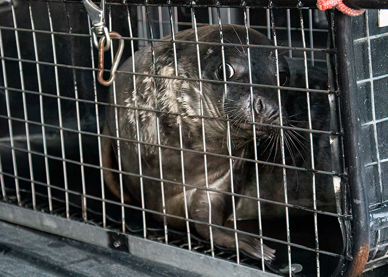 Seal Release - 2nd January 2026