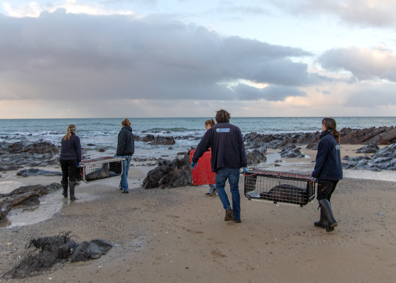 Seal Release - 2nd January 2026