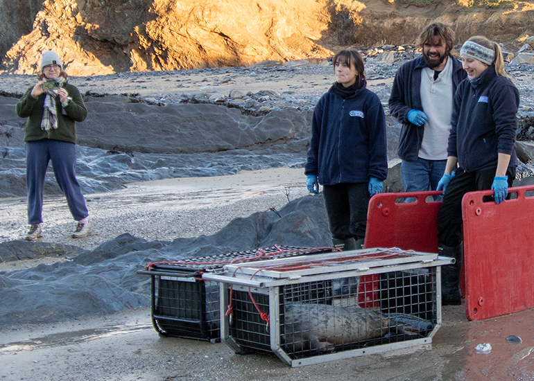 Seal Release - 2nd January 2026