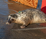 Seal Release - 3rd December 2024