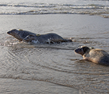 Seal Release - 3rd December 2024