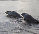 Seal Release - 3rd December 2024