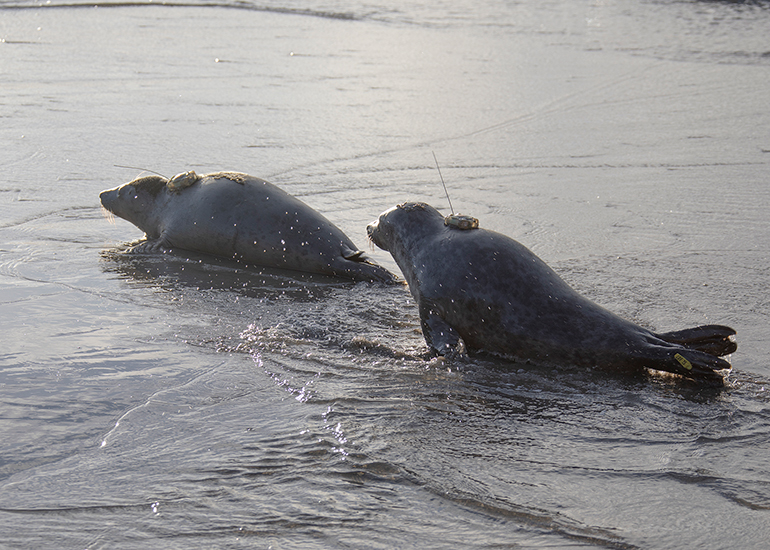 Seal Release - 3rd December 2024