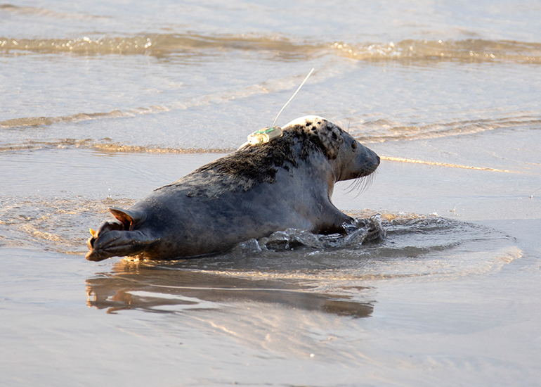 Seal Release - 3rd December 2024