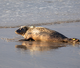 Seal Release - 3rd December 2024