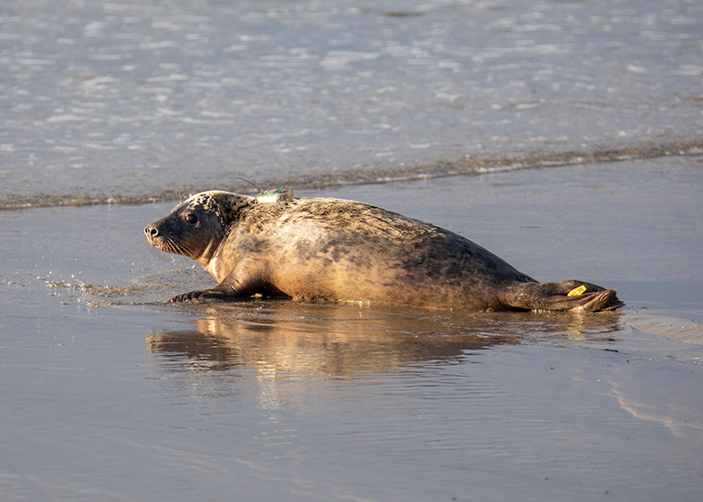 Seal Release - 3rd December 2024